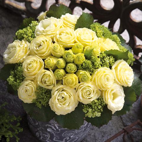 Foto fiore da  Reciso Lisianthus (Eustoma grandiflorum) Croma Yellow