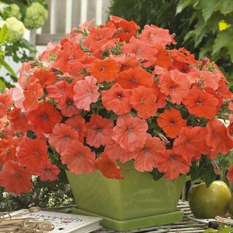 Foto fiore da  Vaso, aiuola, balcone Petunia hybrida African Sunset