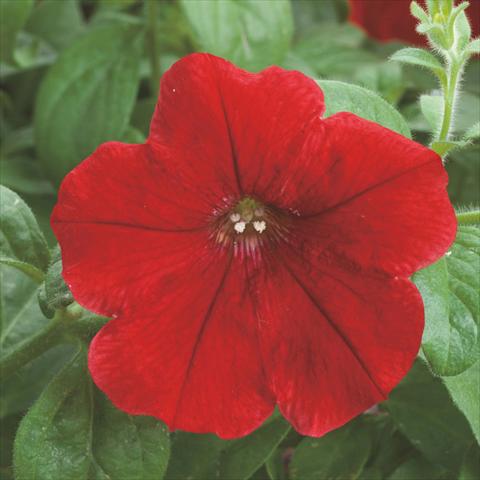 photo of flower to be used as: Pot, bedding, patio Petunia hybrida F1 Opera Supreme