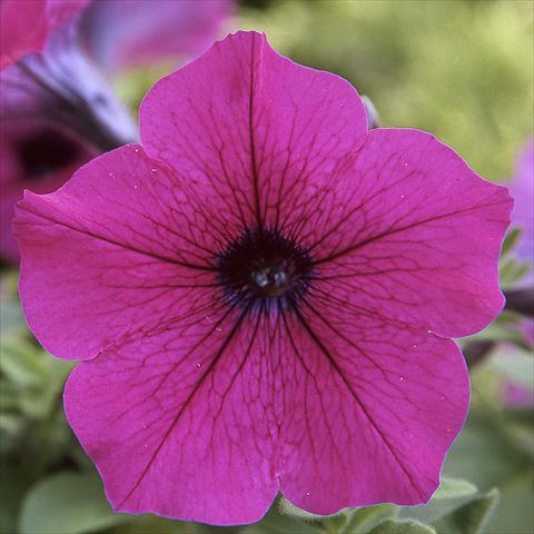 Foto fiore da  Vaso, aiuola, balcone Petunia hybrida F1 Trilogy Purple