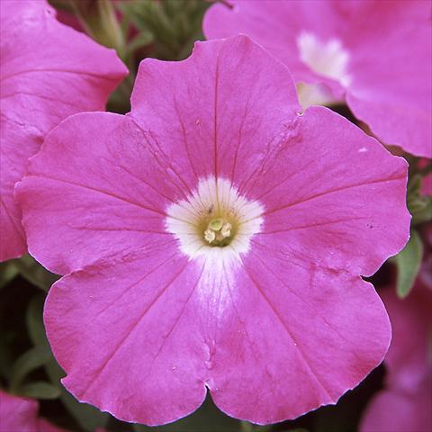 Foto fiore da  Vaso, aiuola, balcone Petunia hybrida F1 Trilogy Rose