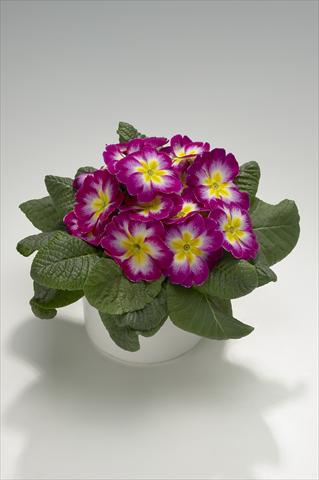 Foto fiore da  Basket o vaso Primula acaulis, veris, vulgaris Mega Violet Picotee