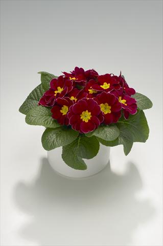 Foto fiore da  Basket o vaso Primula acaulis, veris, vulgaris Mega Winered with Edge