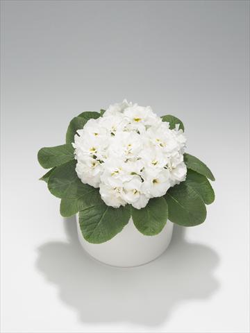 Foto fiore da  Basket o vaso Primula acaulis, veris, vulgaris Paloma White