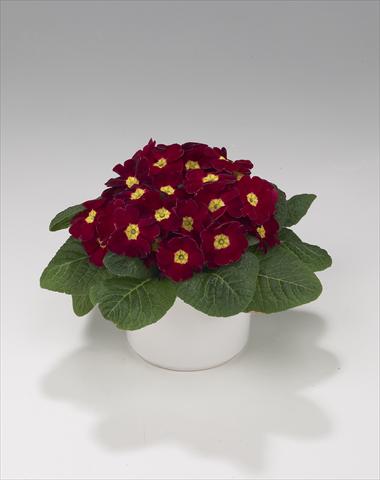 Foto fiore da  Basket o vaso Primula acaulis, veris, vulgaris Viva Burgundy