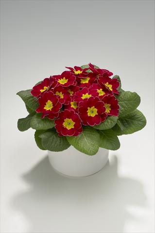 Foto fiore da  Basket o vaso Primula acaulis, veris, vulgaris Viva Carmine with Edge