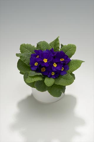 Foto fiore da  Basket o vaso Primula acaulis, veris, vulgaris Viva Deep Blue