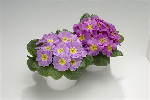 Foto fiore da  Basket o vaso Primula acaulis, veris, vulgaris Viva Lavender Shades