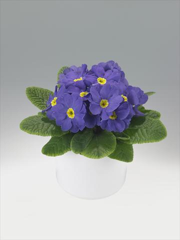 Foto fiore da  Basket o vaso Primula acaulis, veris, vulgaris Viva Mid Blue