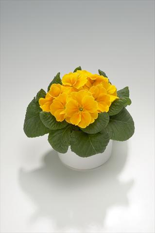 Foto fiore da  Basket o vaso Primula acaulis, veris, vulgaris Viva Orange