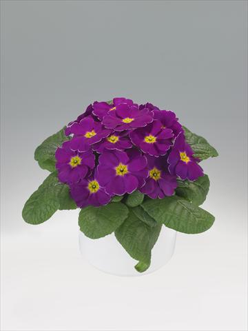 Foto fiore da  Basket o vaso Primula acaulis, veris, vulgaris Viva Purple