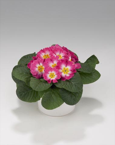 Foto fiore da  Basket o vaso Primula acaulis, veris, vulgaris Viva Rose Bicolor