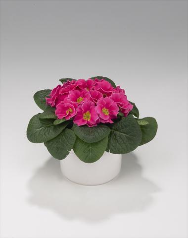 Foto fiore da  Basket o vaso Primula acaulis, veris, vulgaris Viva Rose