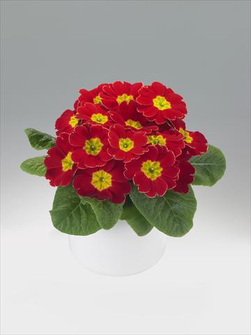 Foto fiore da  Basket o vaso Primula acaulis, veris, vulgaris Viva Scarlet with Edge