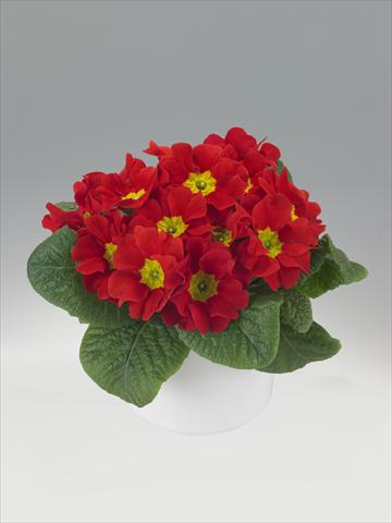 Foto fiore da  Basket o vaso Primula acaulis, veris, vulgaris Viva Scarlet