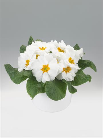 Foto fiore da  Basket o vaso Primula acaulis, veris, vulgaris Viva White with Orange Eye