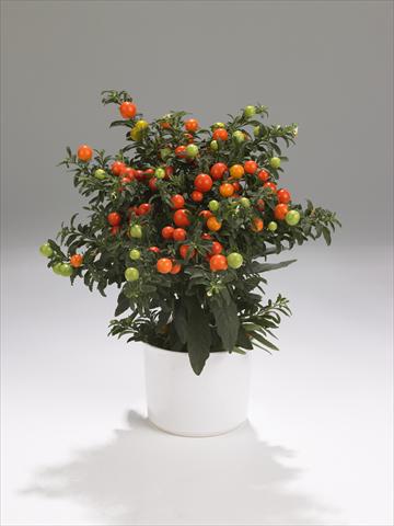 Foto fiore da  Basket o vaso Solanum pseudocapsicum Thurino Light