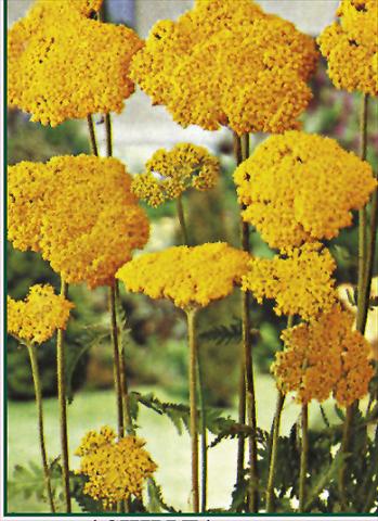 Foto fiore da  Aiuola e/o bordura Achillea filipendulina Parkers Variety