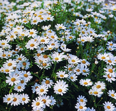 Foto fiore da  Basket vaso o aiuola Argyranthemum frutescens Weisster Star