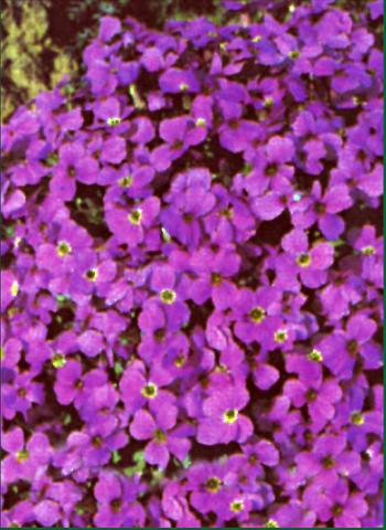 Foto fiore da  Aiuola e/o bordura Aubrieta  Whitewell Gem