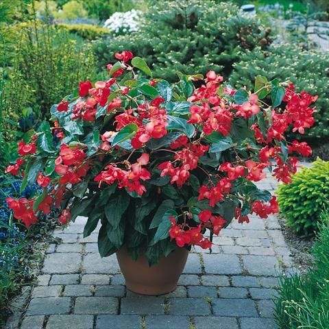 Foto fiore da  Basket o vaso Begonia hybrida Dragon Wing