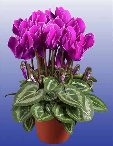 Foto fiore da  Vaso Cyclamen persicum Super Serie®s Compact F1