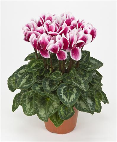 Foto fiore da  Vaso Cyclamen persicum Halios® F1 Fantasia F1 Magenta