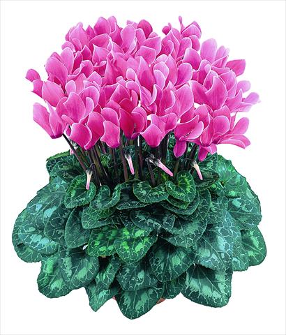 Foto fiore da  Vaso Cyclamen persicum Latinia® F1 Saumon