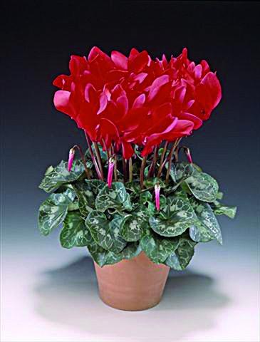 Foto fiore da  Vaso Cyclamen persicum Maxora F1