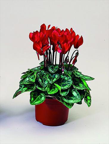 Foto fiore da  Vaso Cyclamen persicum Midori F1