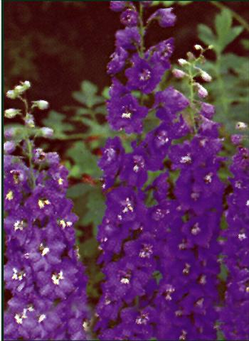 Foto fiore da  Aiuola e/o bordura Delphinium Pacific Giant Black night