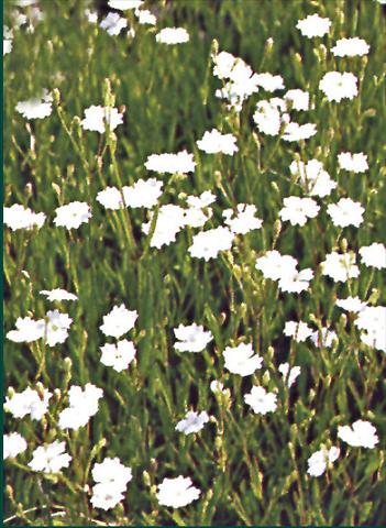 Foto fiore da  Aiuola e/o bordura Dianthus deltoides Albus