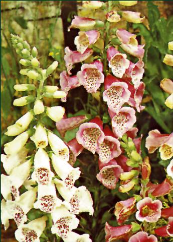 Foto fiore da  Aiuola e/o bordura Digitalis purpurea Foxy