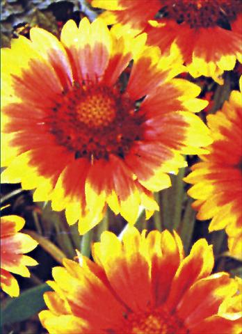 photo of flower to be used as: Bedding / border plant Gaillardia aristata Kobold