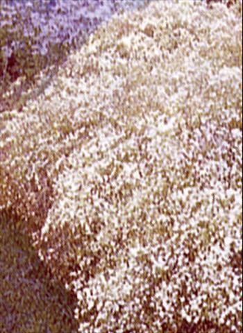 photo of flower to be used as: Bedding / border plant Gypsophila paniculata Scneeflocke