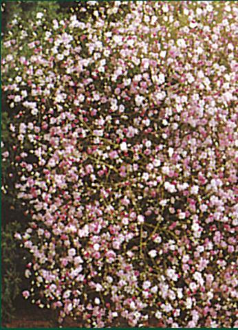 Foto fiore da  Aiuola e/o bordura Gypsophila paniculata Rosea