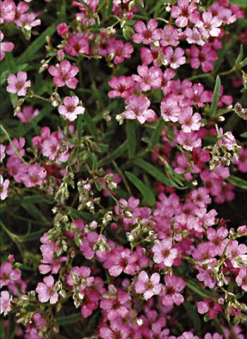 Foto fiore da  Aiuola e/o bordura Gypsophila repens  Rosea