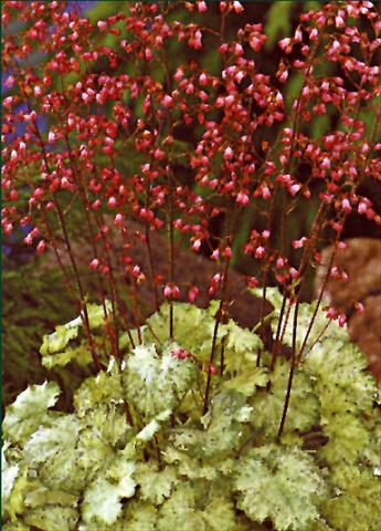 Foto fiore da  Aiuola e/o bordura Heuchera sanguinea Splendens Leuchtfaker