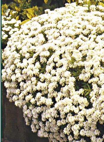 photo of flower to be used as: Bedding / border plant Iberis sempervirens Schneeflocke