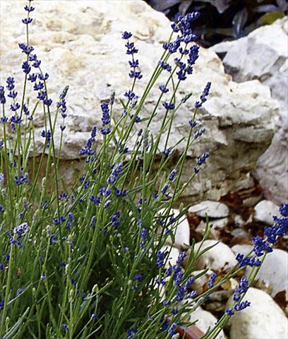 Foto fiore da  Aiuola e/o bordura Lavandula angustifolia Munstead Strain