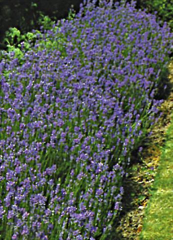 Foto fiore da  Aiuola e/o bordura Lavandula angustifolia Vera