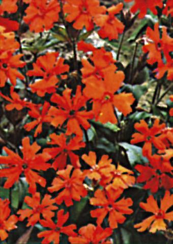 photo of flower to be used as: Bedding / border plant Lychnis x arkwrightii Vesuvius