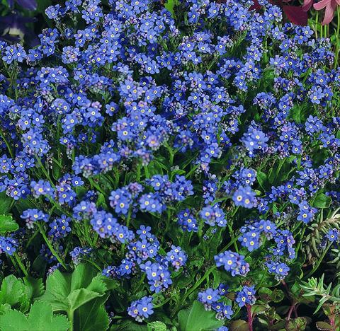 photo of flower to be used as: Bedding / border plant Myosotis Sylva