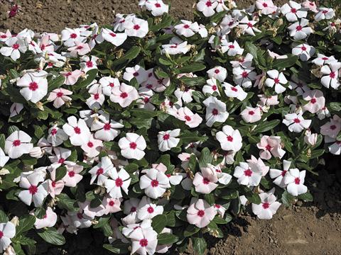 Foto fiore da  Vaso e aiola Catharanthus roseus - Vinca Cora F1 Apricot