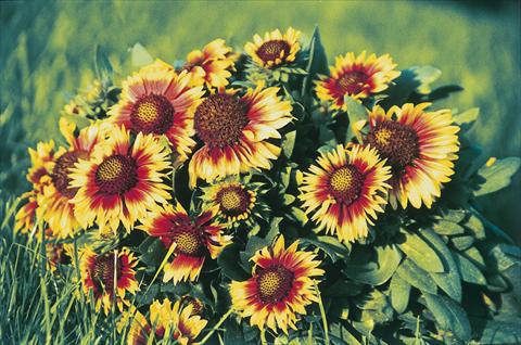 photo of flower to be used as: Bedding / border plant Gaillardia Primavera