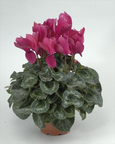 Foto fiore da  Vaso e aiola Cyclamen persicum Rainier Purple