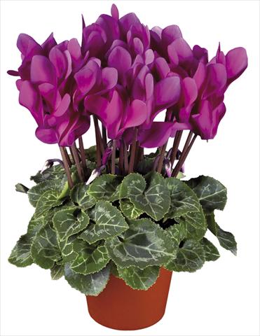 photo of flower to be used as: Pot and bedding Cyclamen persicum mini Super Serie®s Verano Dark Violet