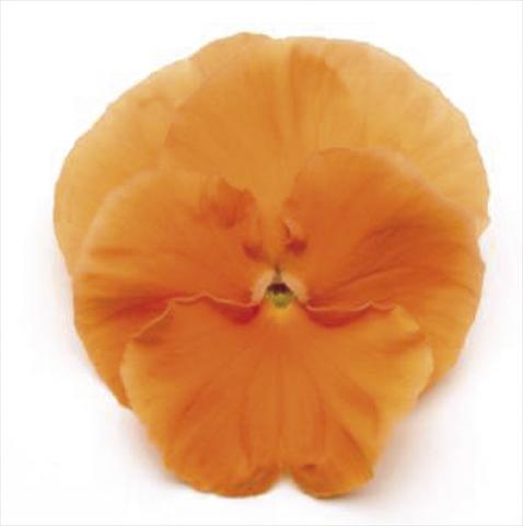 photo of flower to be used as: Pot and bedding Viola wittrockiana Matrix Deep Orange