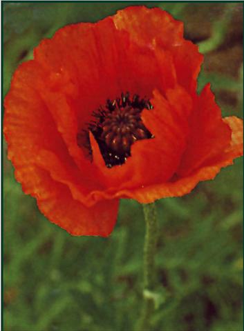 Foto fiore da  Aiuola e/o bordura Papaver orientale Pizzicato