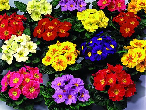 Foto fiore da  Basket o vaso Primula acaulis, veris, vulgaris Unistar F1 Mix